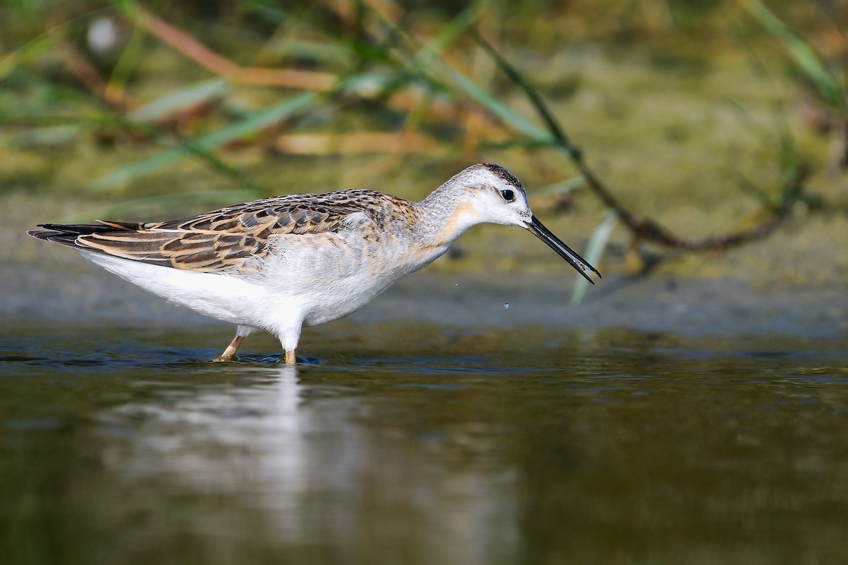 Wilson's Phalarope - ML627691989