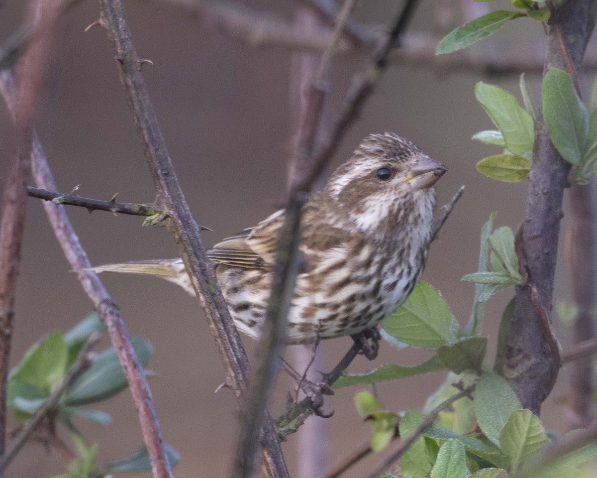 Purple Finch - ML627692340