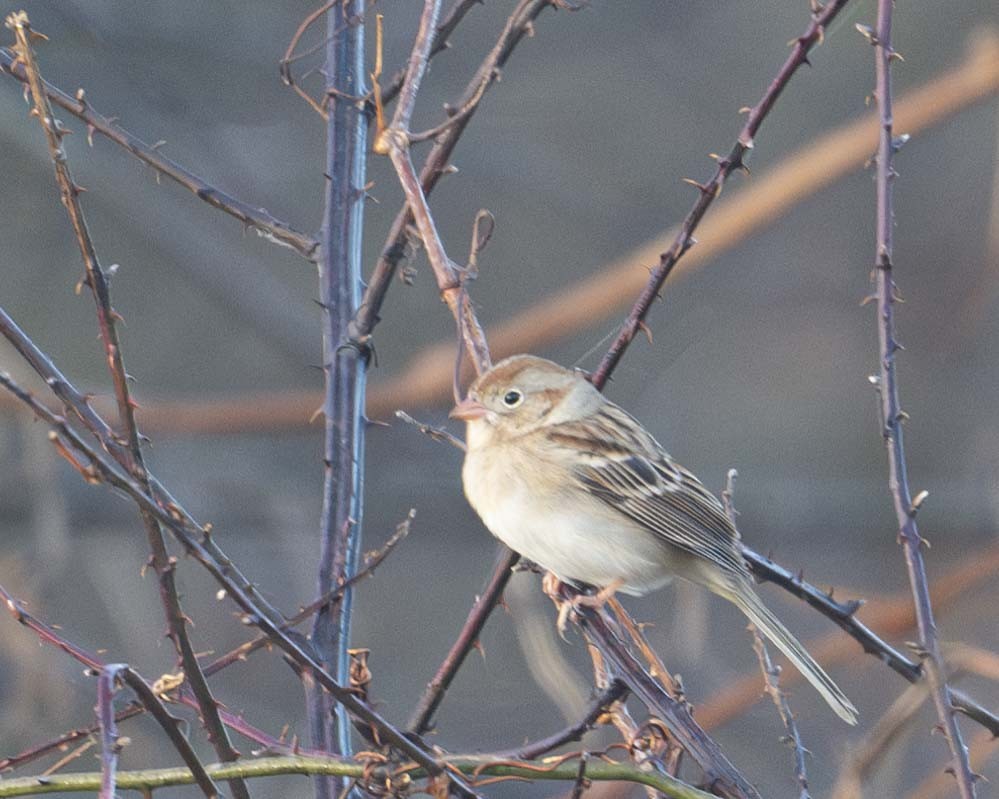 Field Sparrow - ML627692346