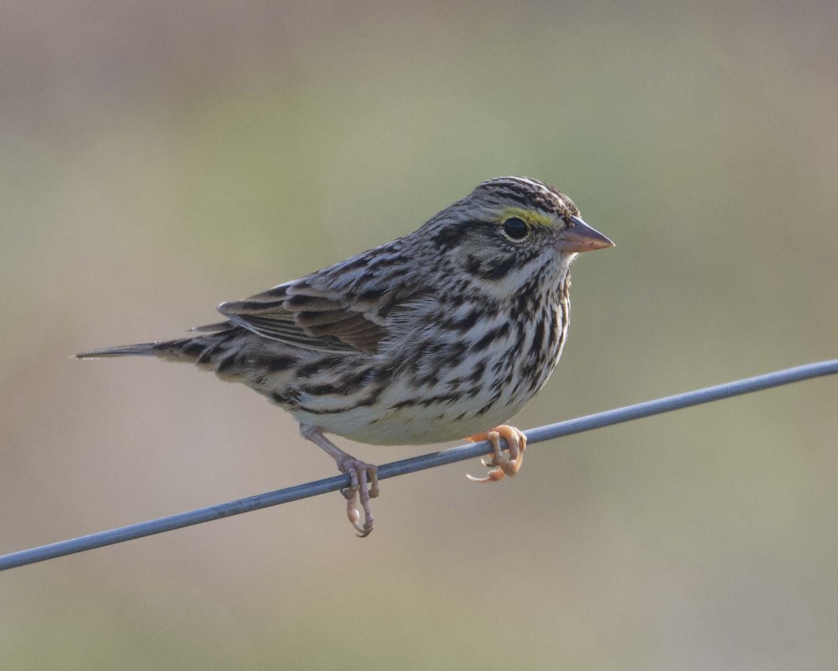 Savannah Sparrow - ML627692353