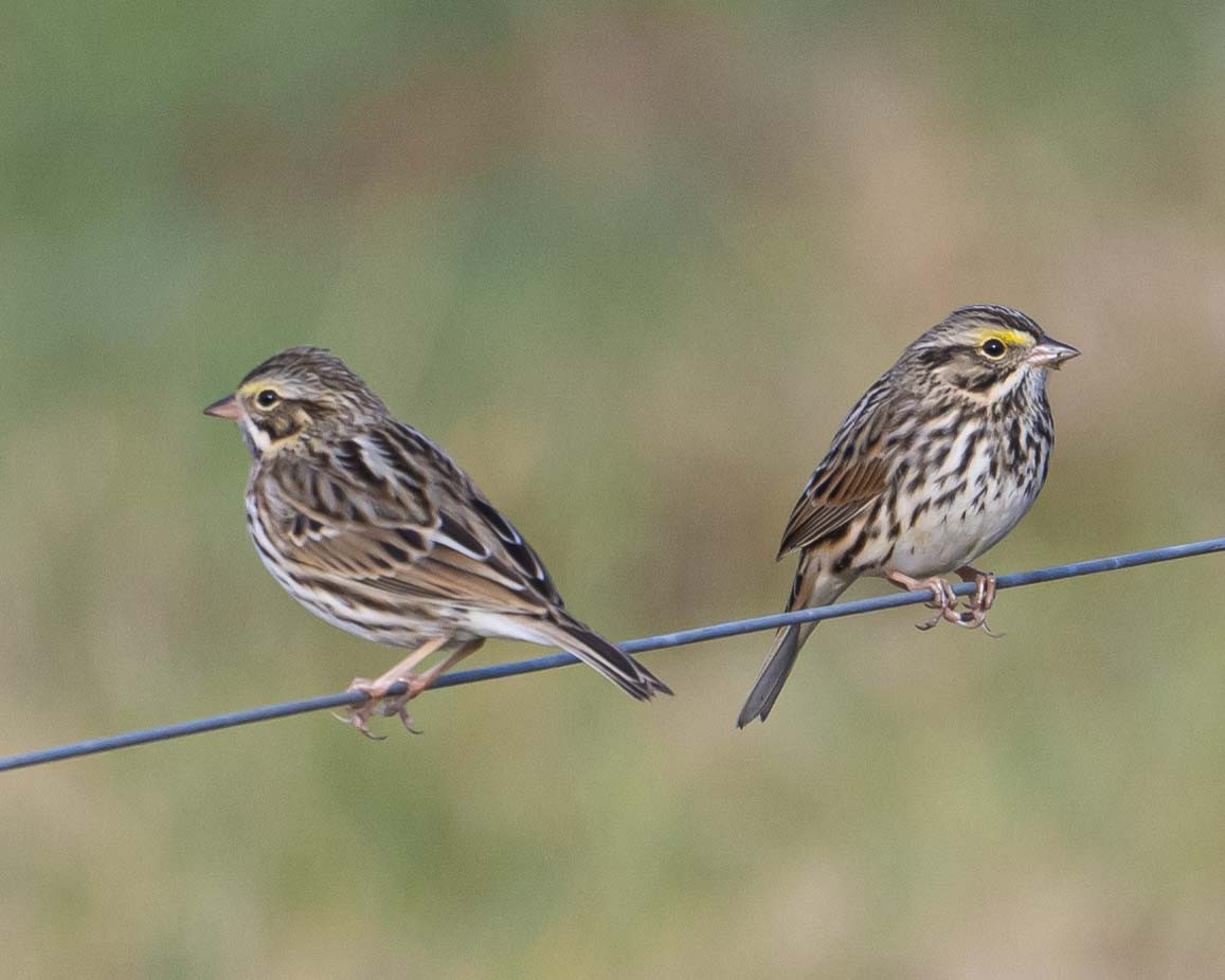 Savannah Sparrow - ML627692354