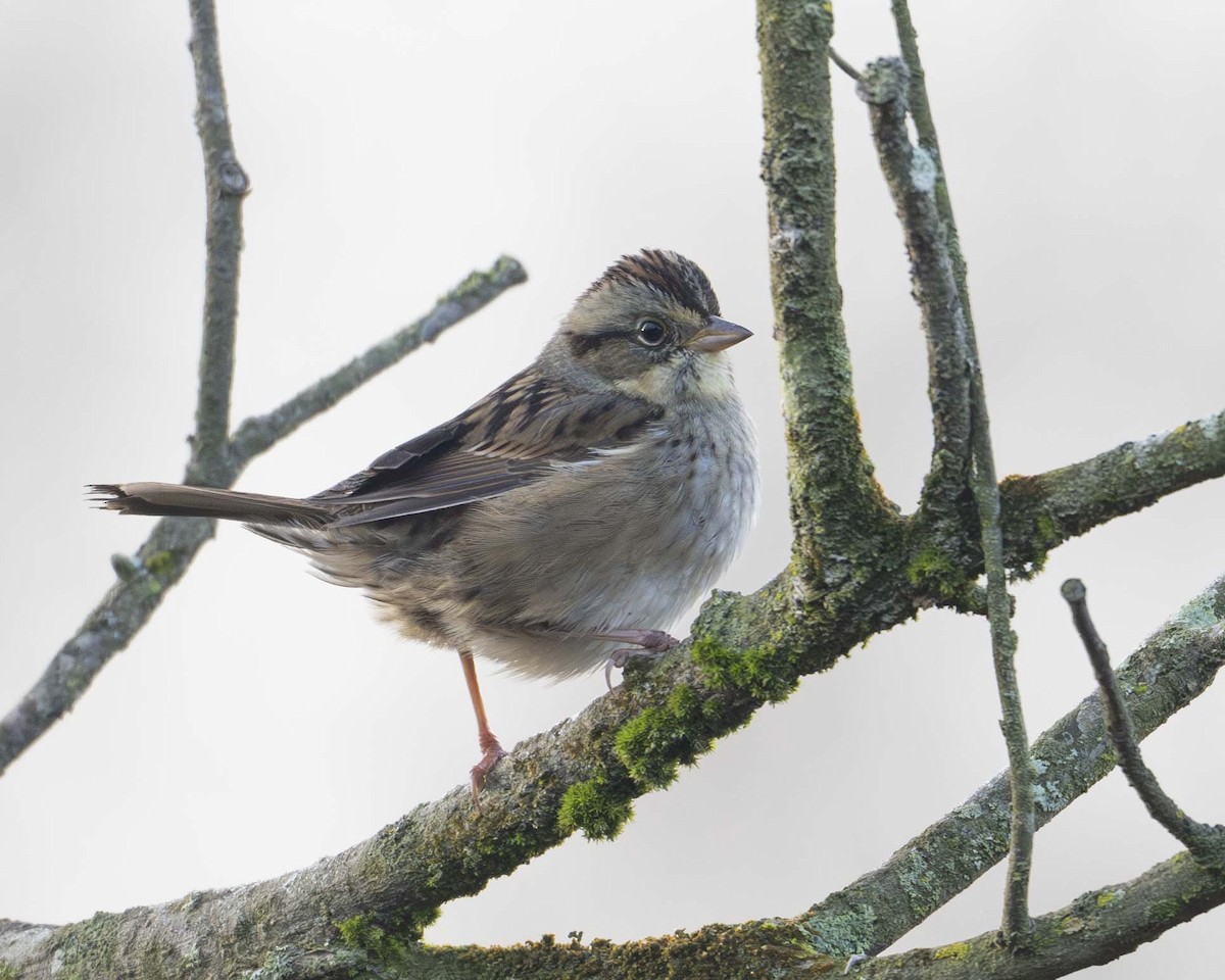 Swamp Sparrow - ML627692355