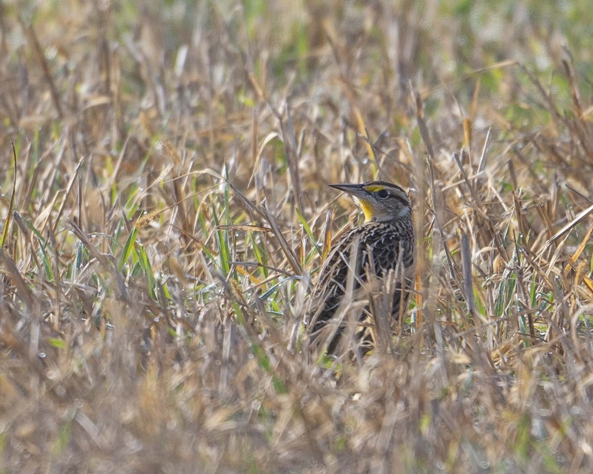 Eastern Meadowlark - ML627692440