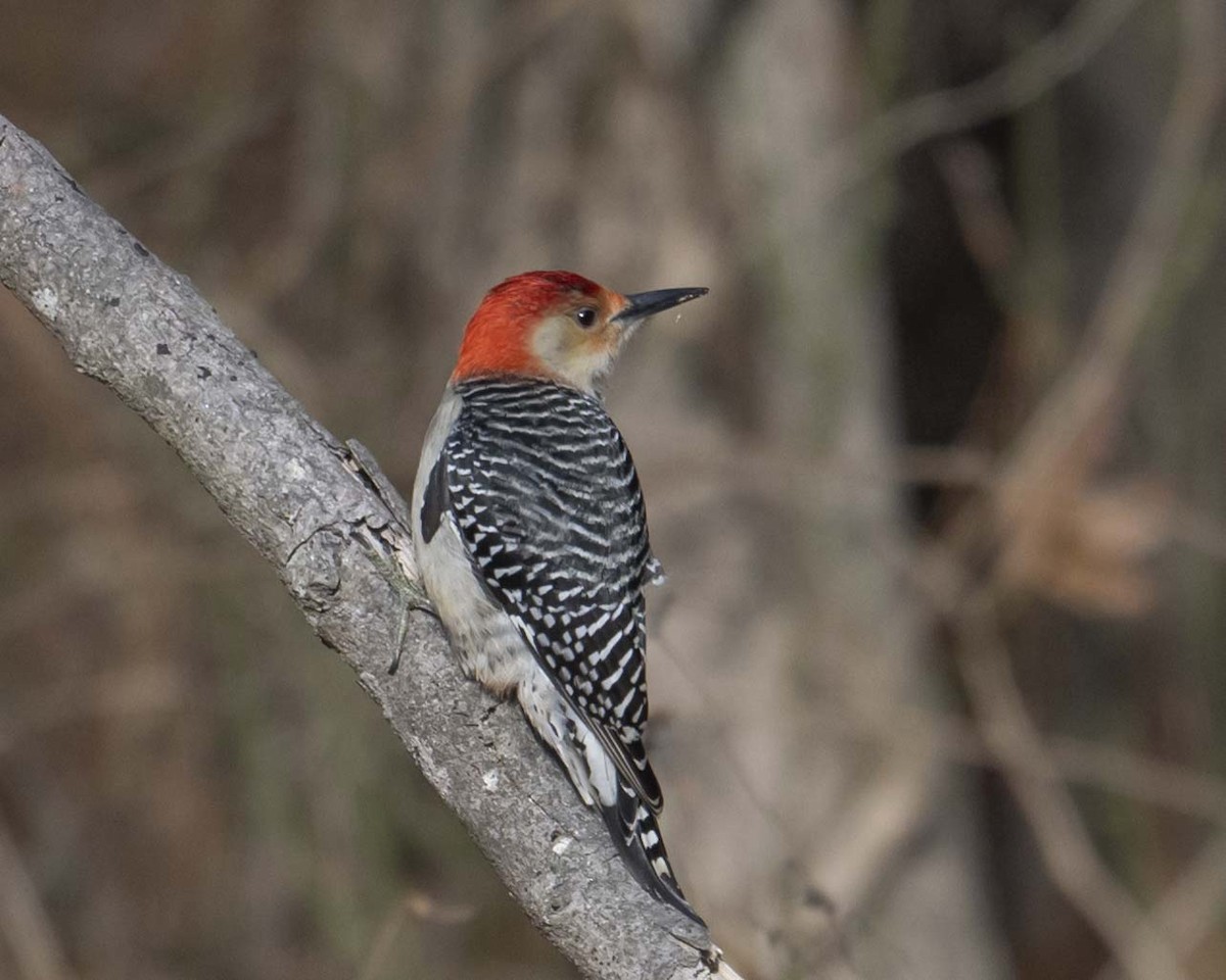 Red-bellied Woodpecker - ML627692452