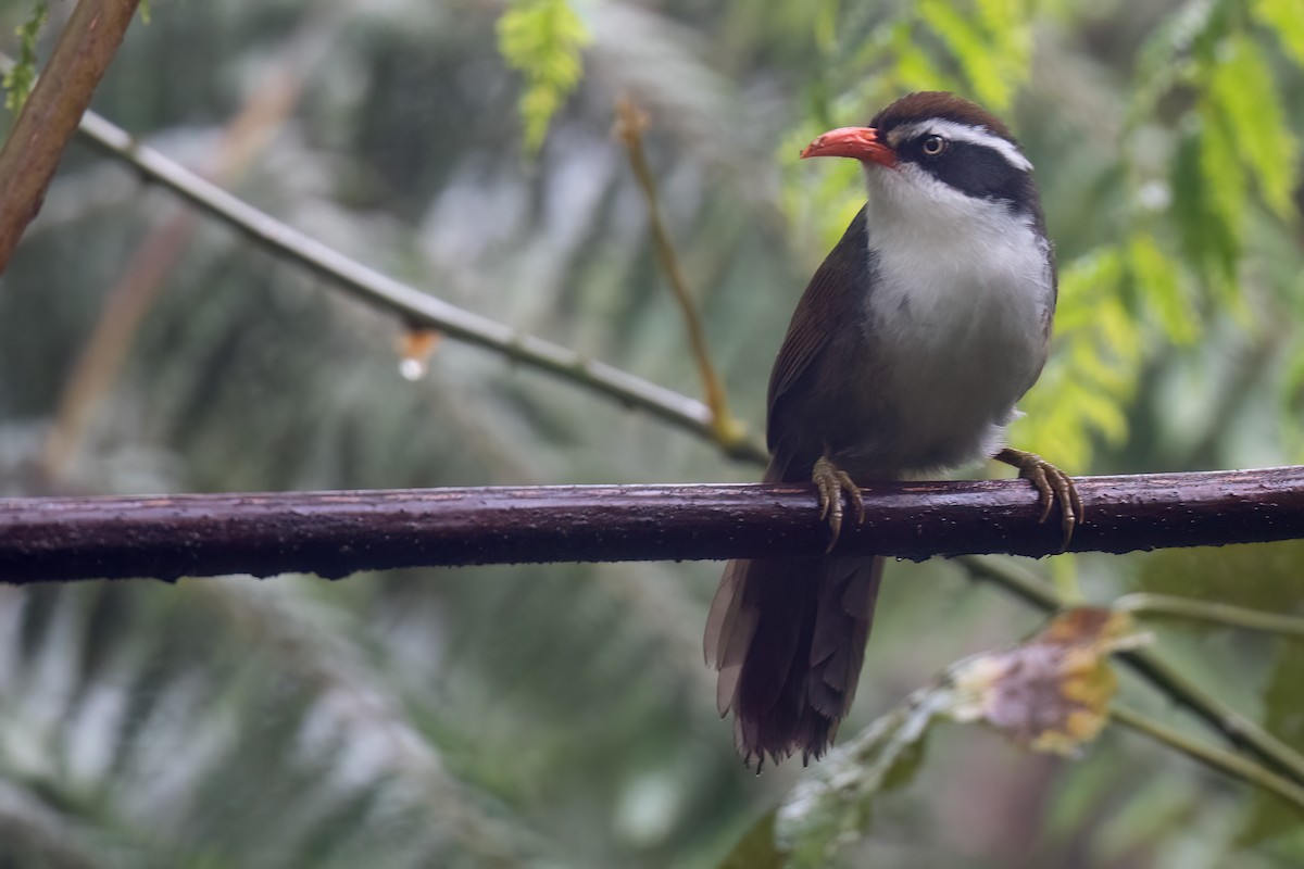 Brown-crowned Scimitar-Babbler - ML627692649