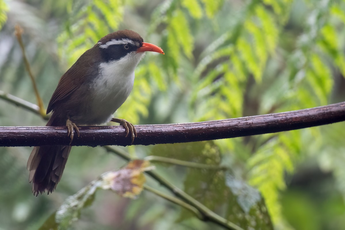 Brown-crowned Scimitar-Babbler - ML627692650