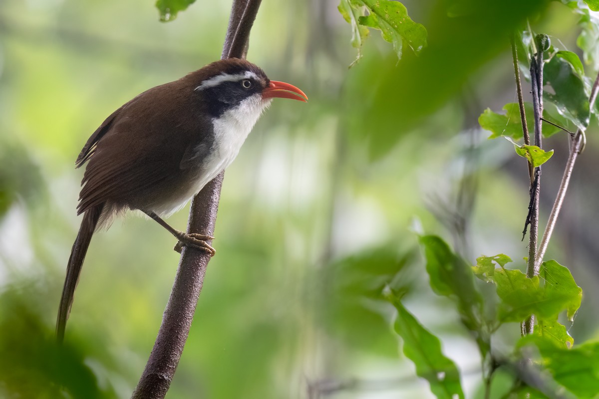 Brown-crowned Scimitar-Babbler - ML627692651