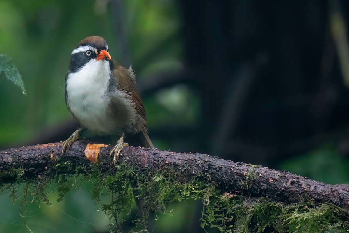 Brown-crowned Scimitar-Babbler - ML627692664