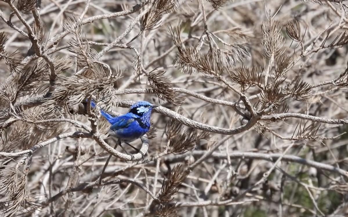 Splendid Fairywren - ML627692682