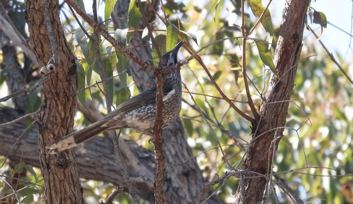 Western Wattlebird - ML627692690