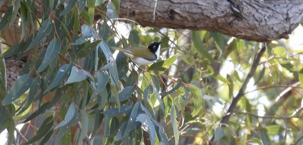 Gilbert's Honeyeater - ML627692692