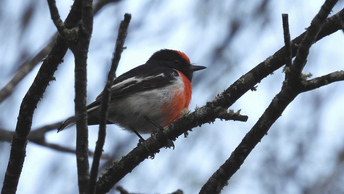 Red-capped Robin - ML627692710