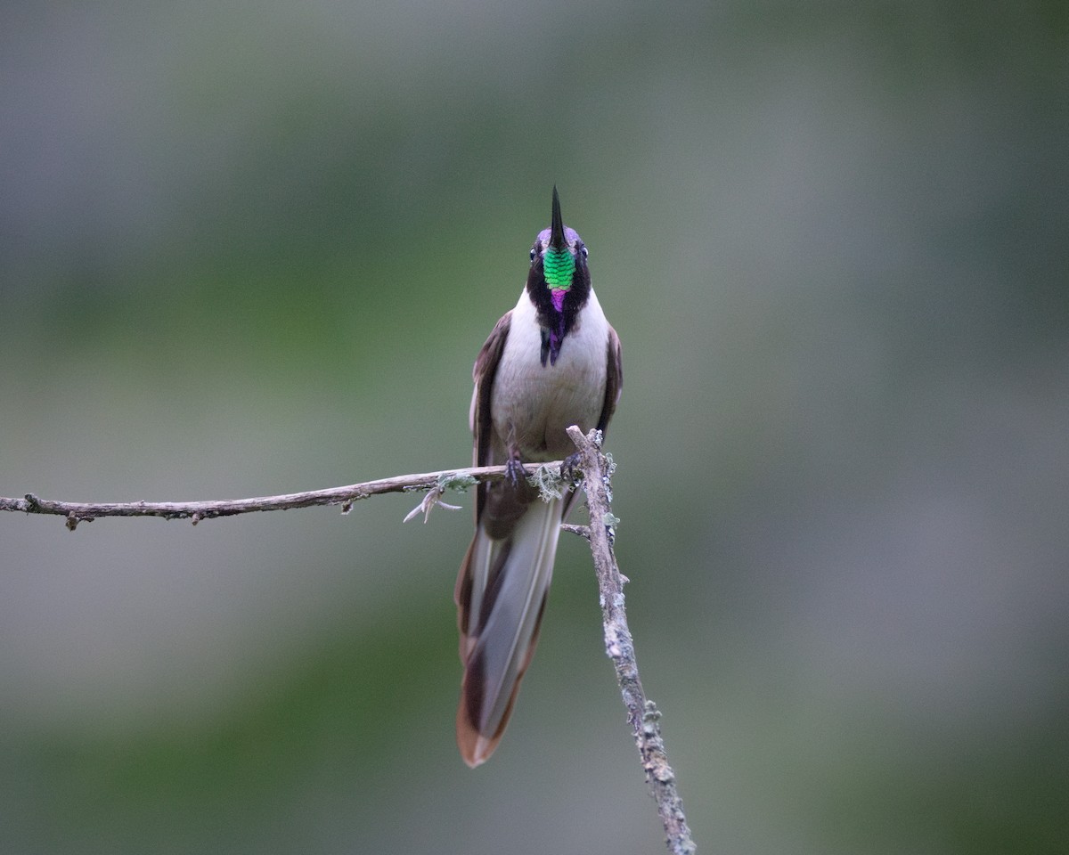 Bearded Mountaineer - ML627692753