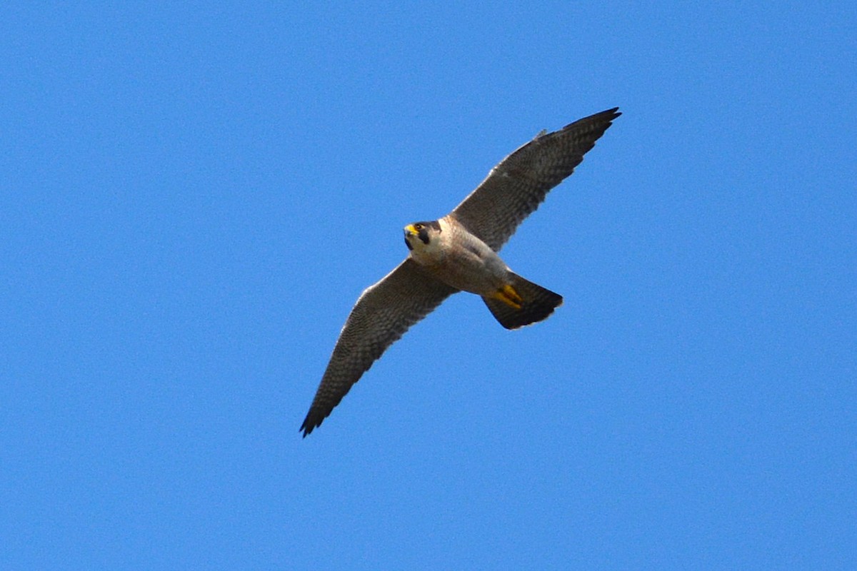 sokol stěhovavý - ML627692853