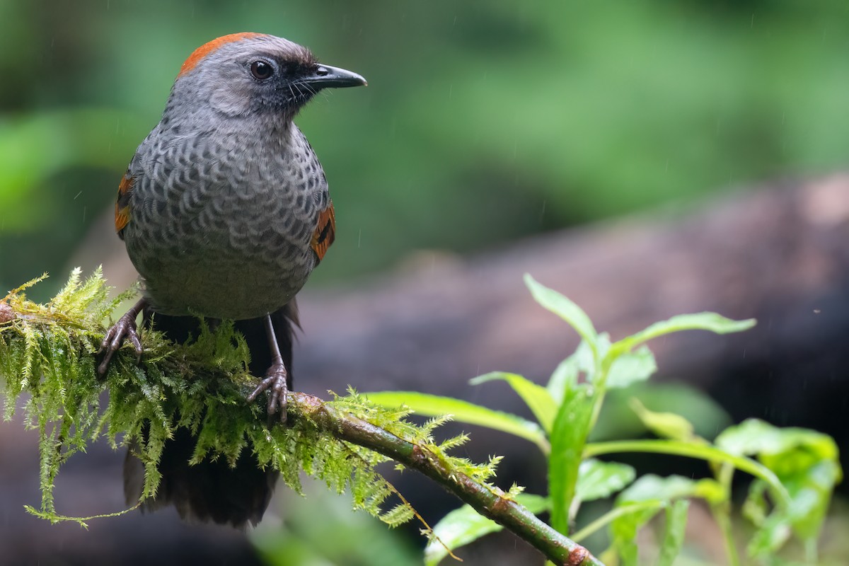 Golden-winged Laughingthrush - ML627692867
