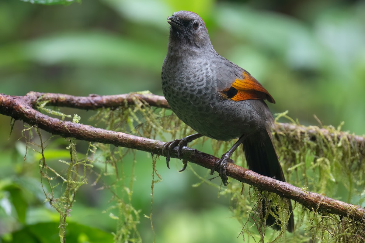 Golden-winged Laughingthrush - ML627692868
