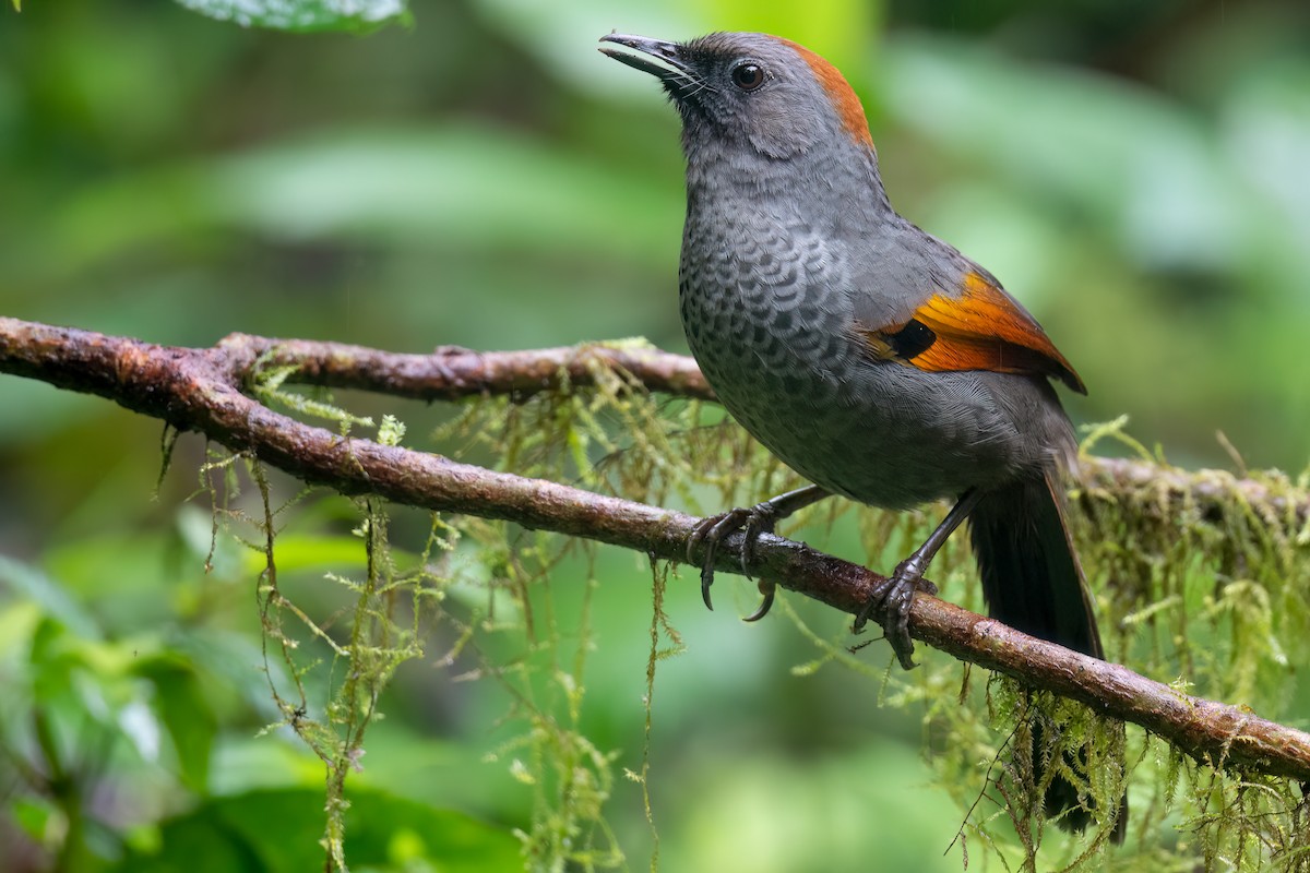 Golden-winged Laughingthrush - ML627692870