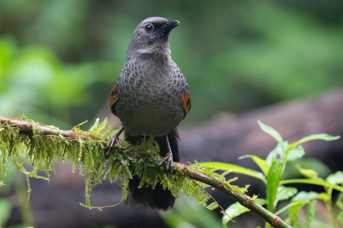 Golden-winged Laughingthrush - ML627692871