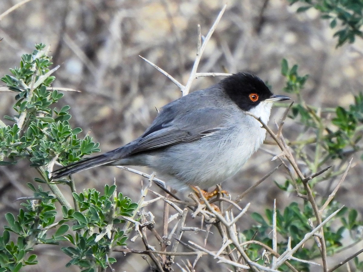 pěnice bělohrdlá - ML627692875