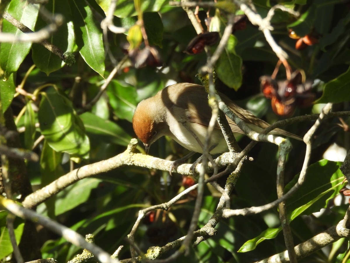 Eurasian Blackcap - ML627692881