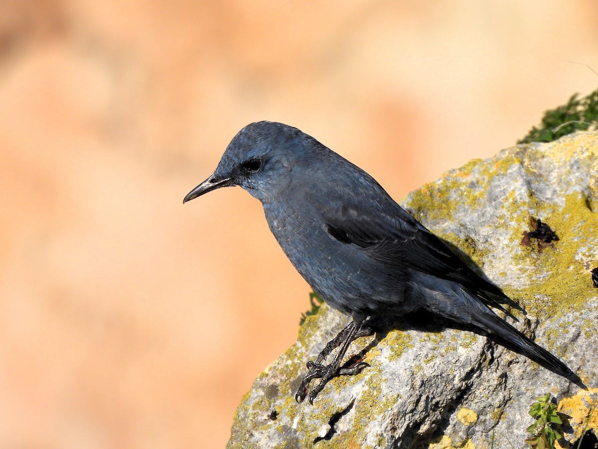 skalník modrý - ML627692883