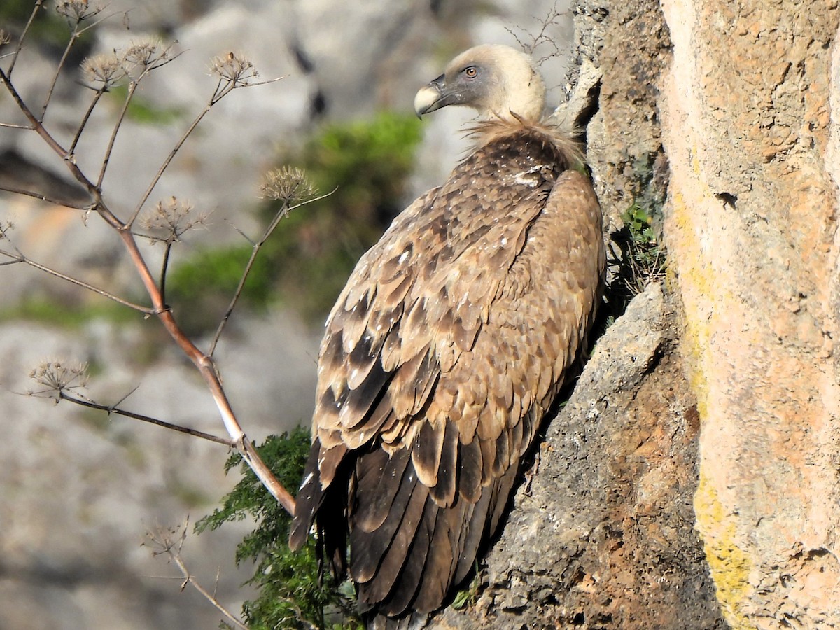 sup bělohlavý - ML627692888