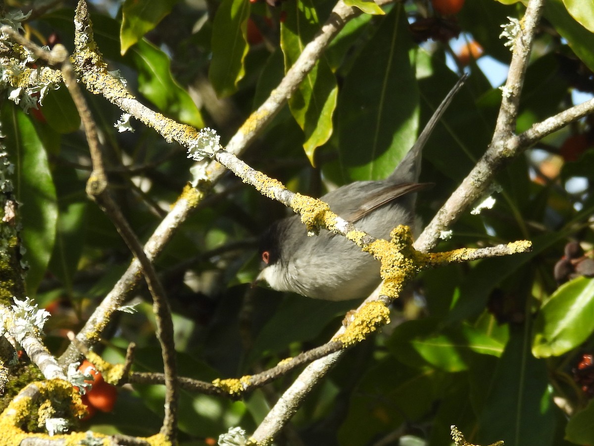 Sardinian Warbler - ML627692892