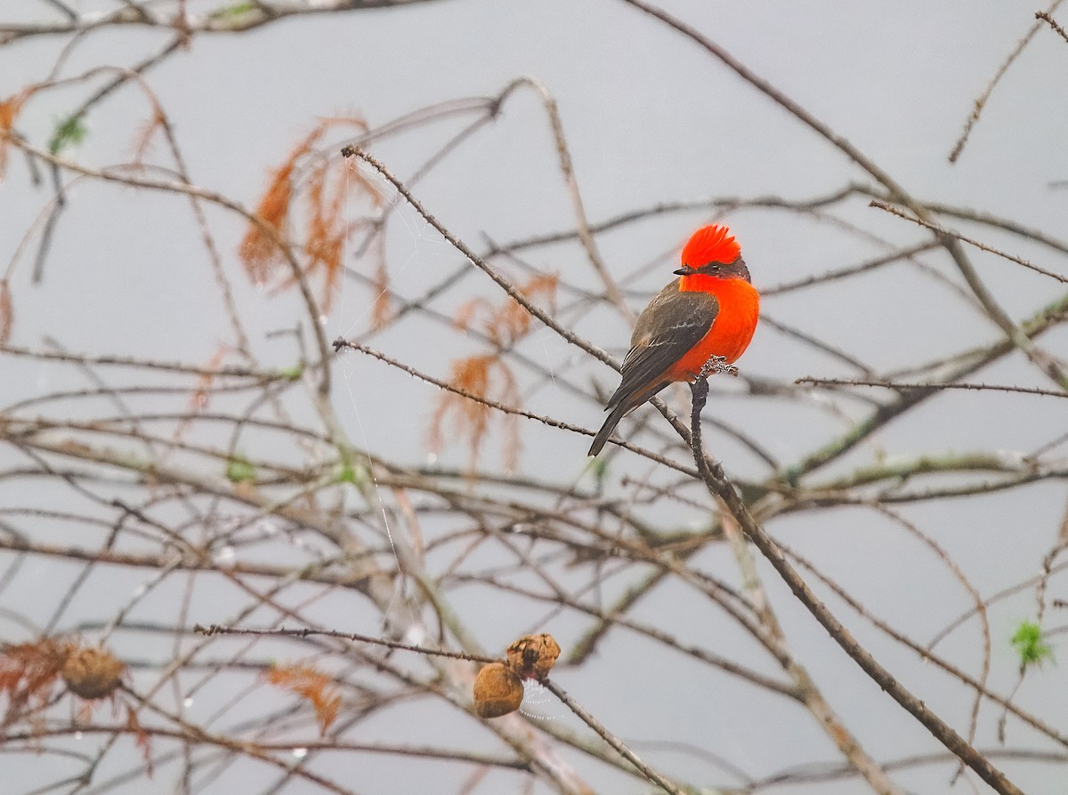 Vermilion Flycatcher - ML627692940