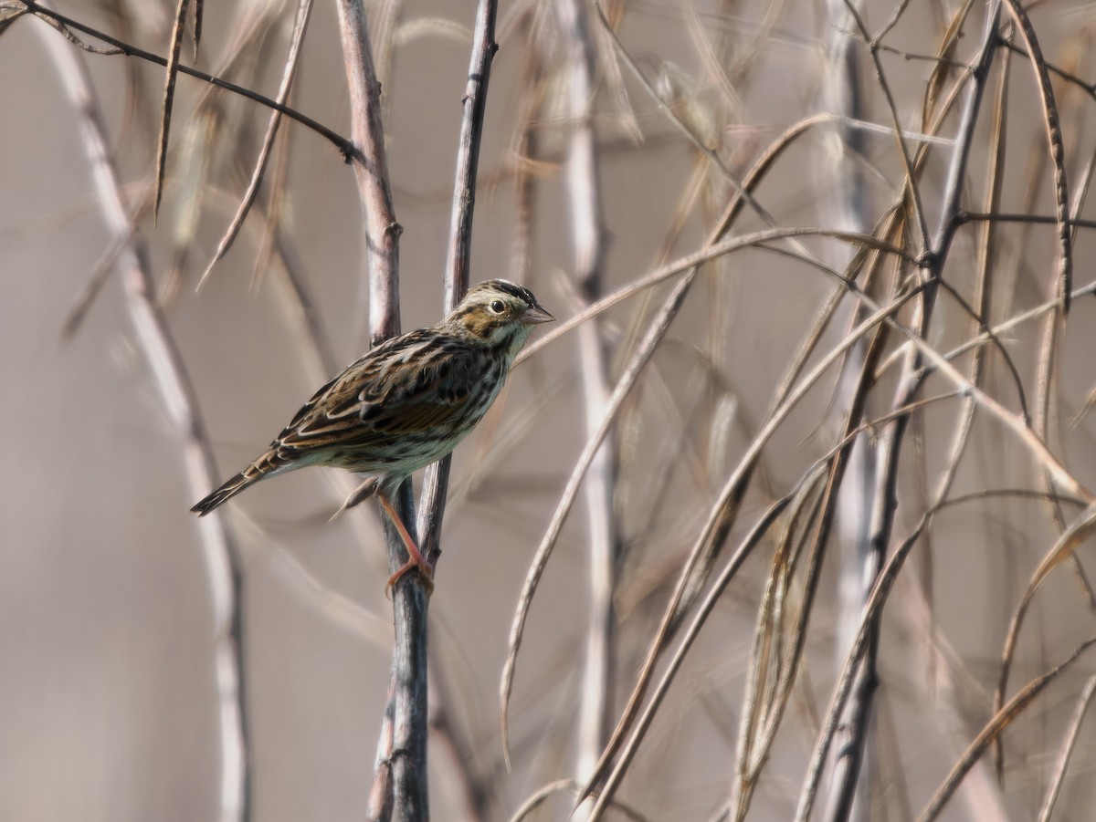 Savannah Sparrow - ML627692959