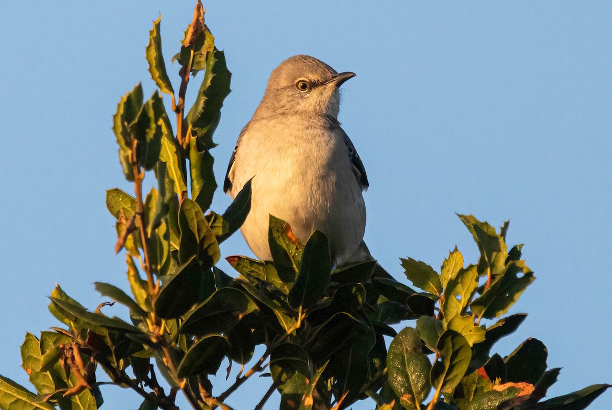 Northern Mockingbird - ML627692997