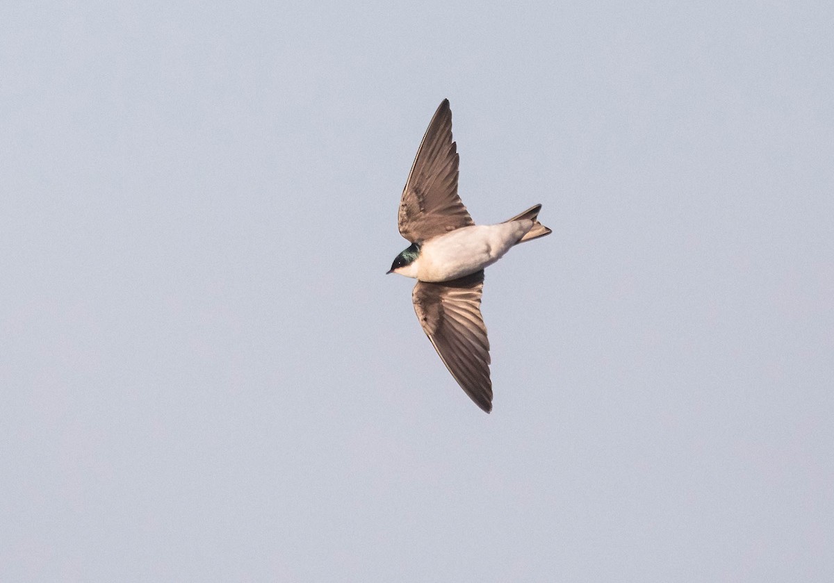 Tree Swallow - ML627693062