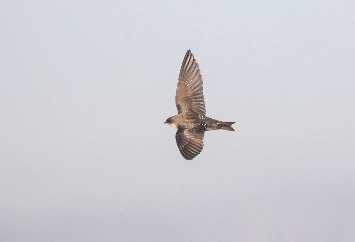 Tree Swallow - ML627693073