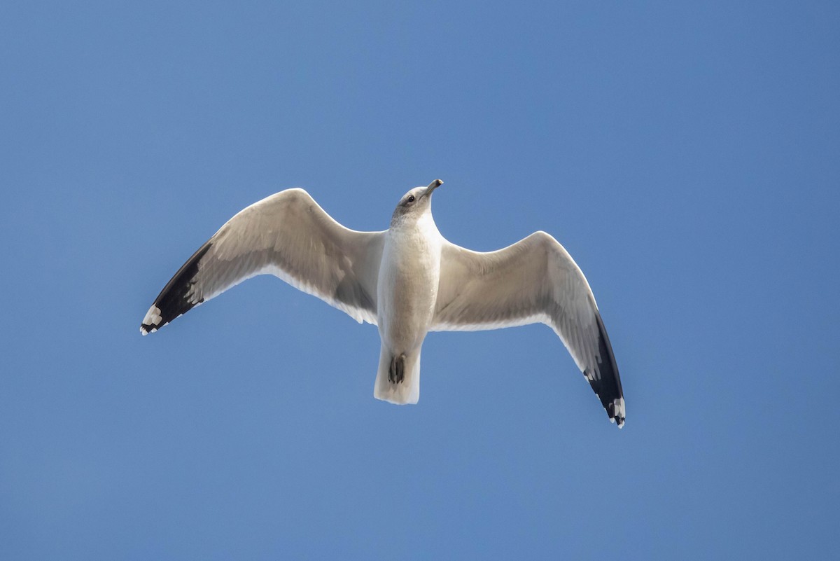 California Gull - ML627693165