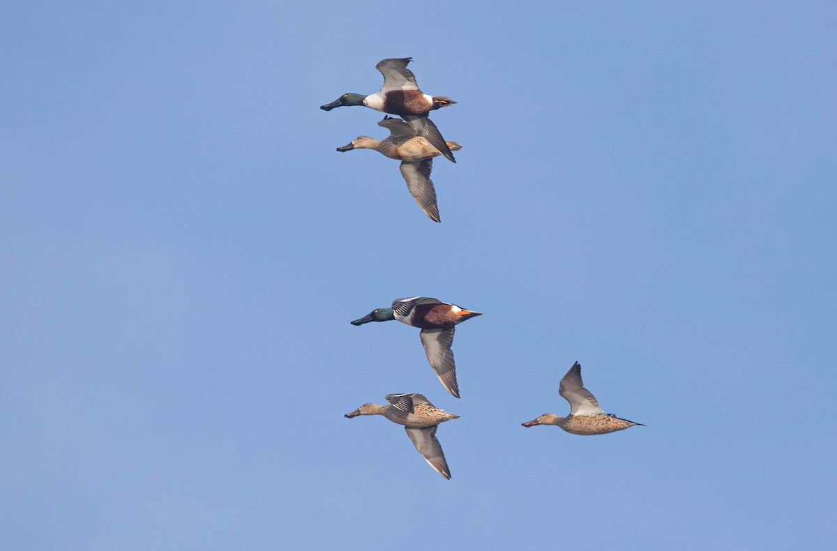 Northern Shoveler - ML627693181