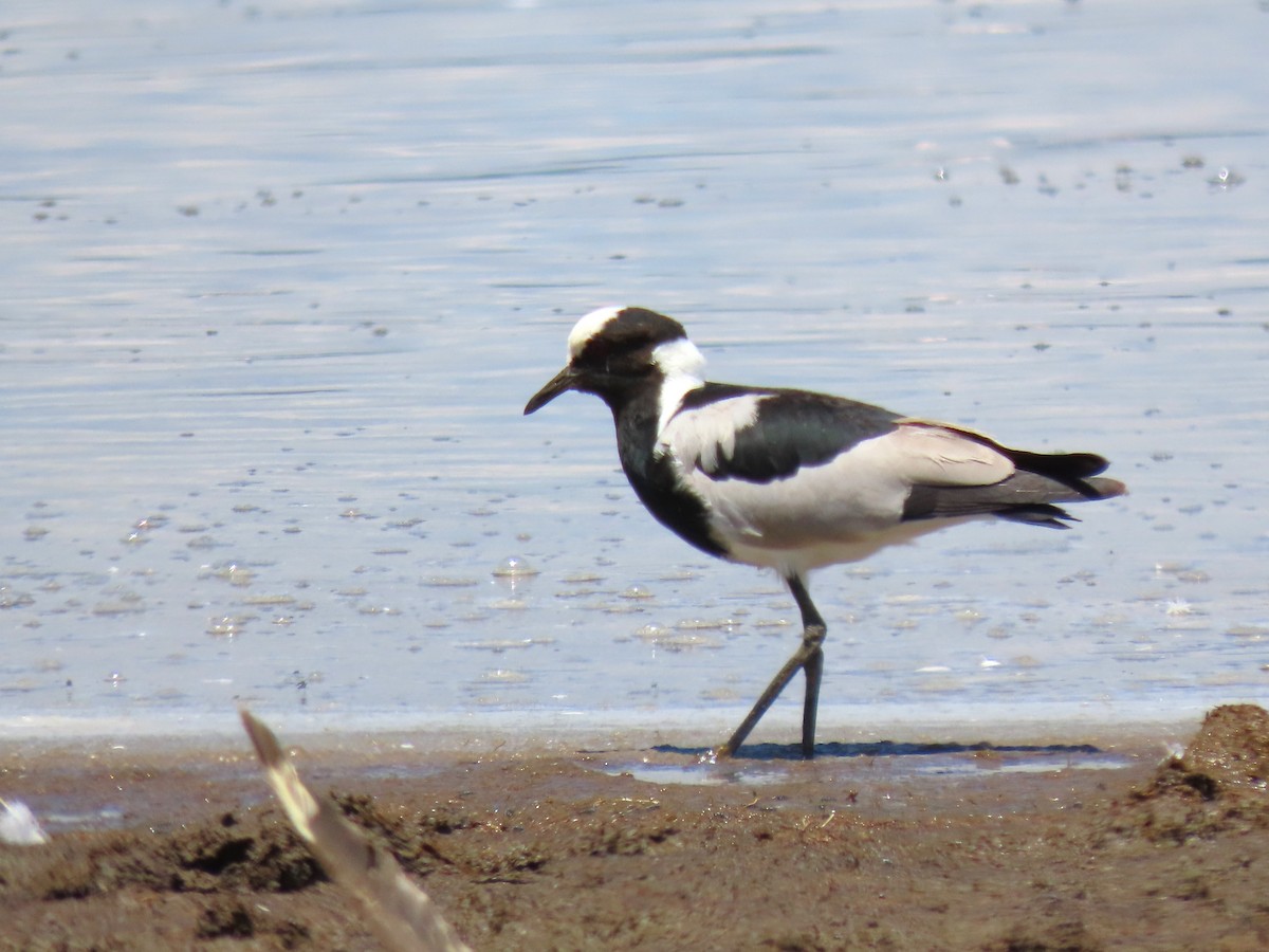 Blacksmith Lapwing - ML627693197