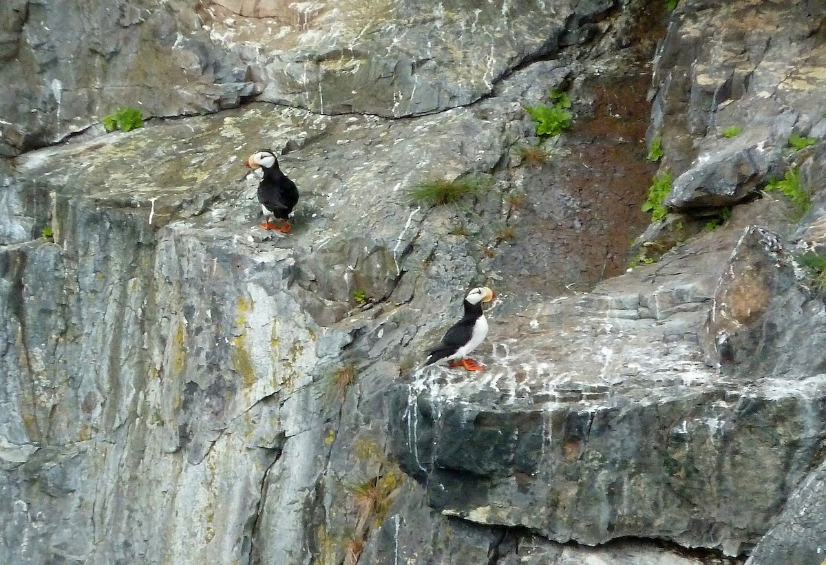 Horned Puffin - ML627693233