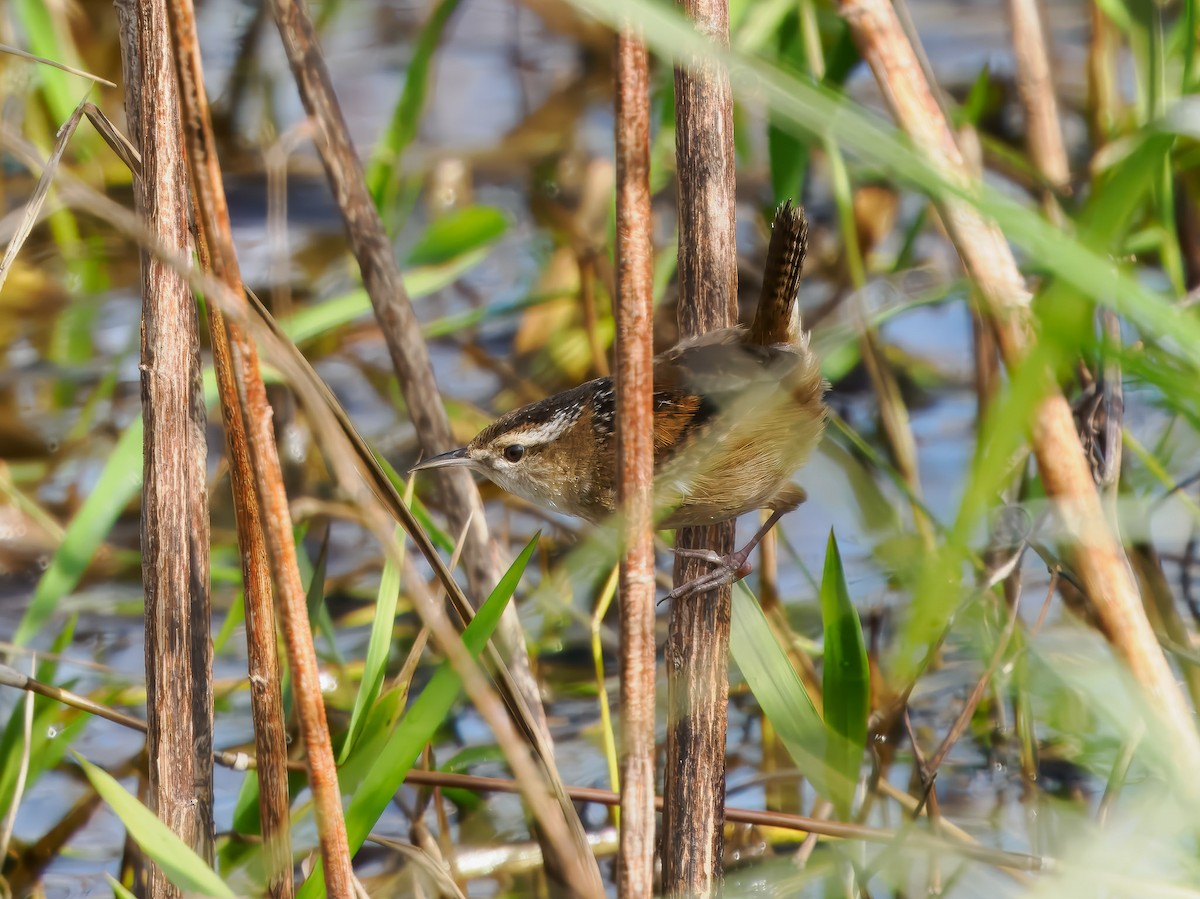 Marsh Wren - ML627693387