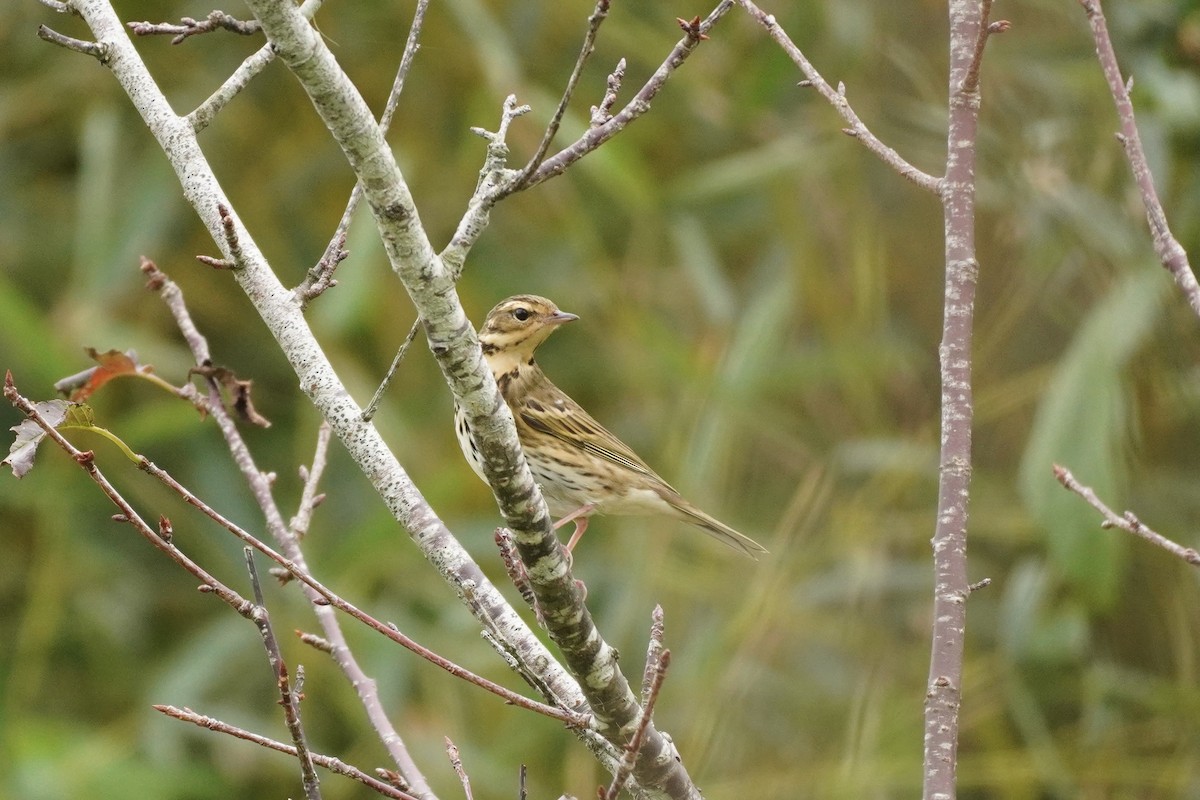 Pipit à dos olive - ML627693418