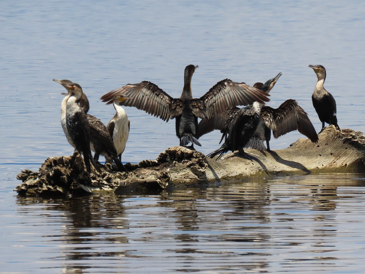 Great Cormorant - ML627693687