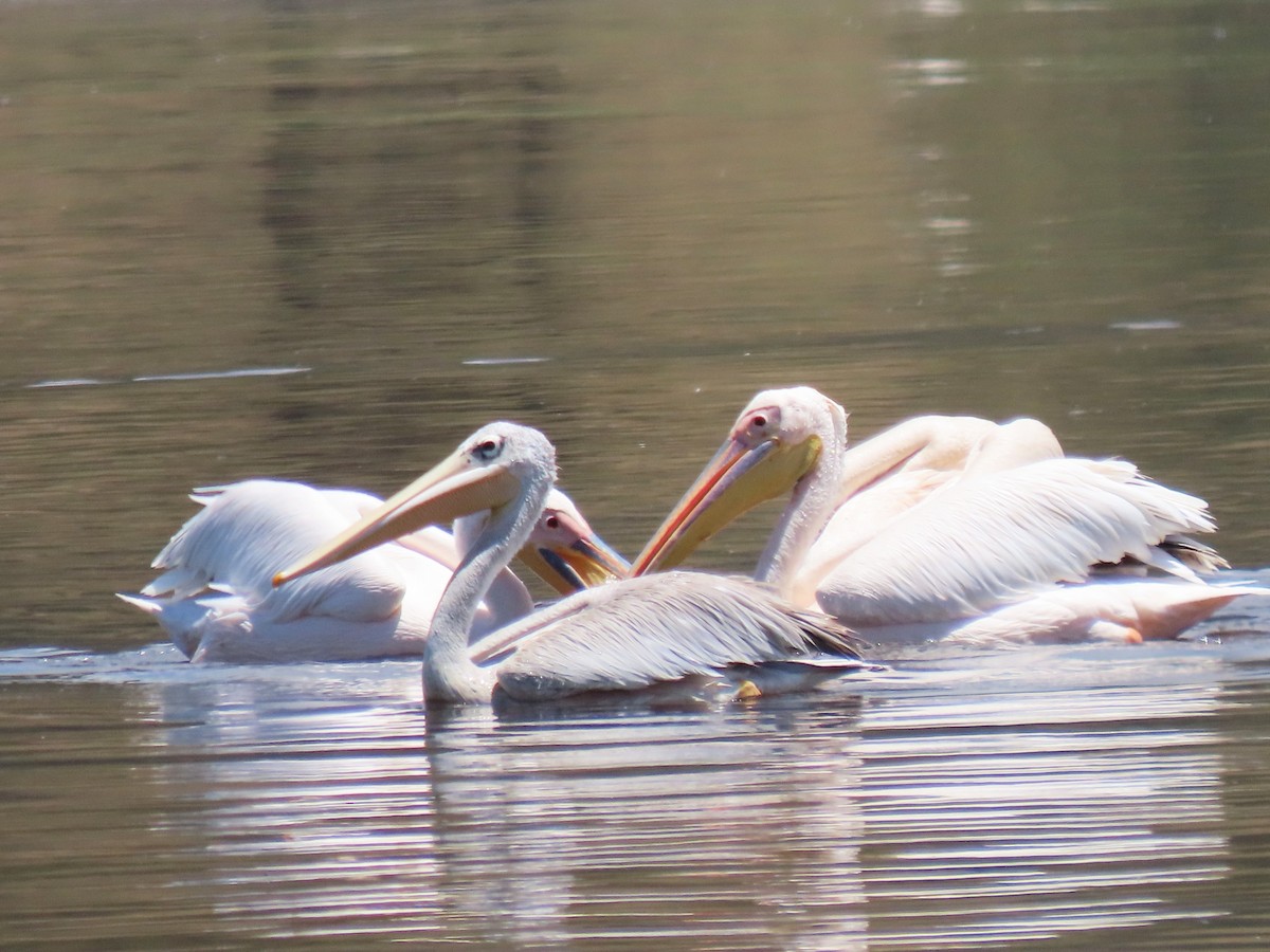 Pink-backed Pelican - ML627693709