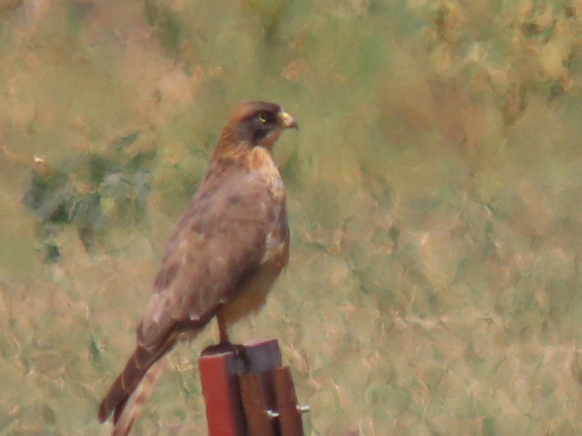 Grasshopper Buzzard - ML627693715