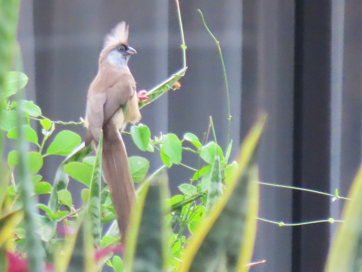 Speckled Mousebird - ML627693727