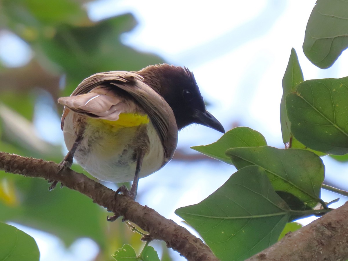 Common Bulbul - ML627693738