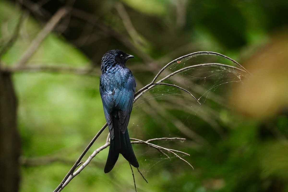 Drongo bronzé - ML627693760