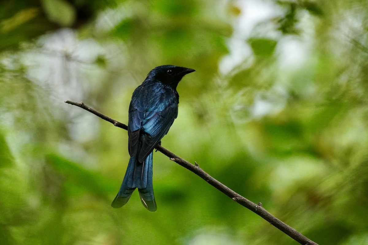 Drongo bronzé - ML627693761