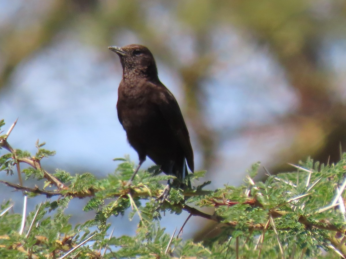 Northern Anteater-Chat - ML627693843