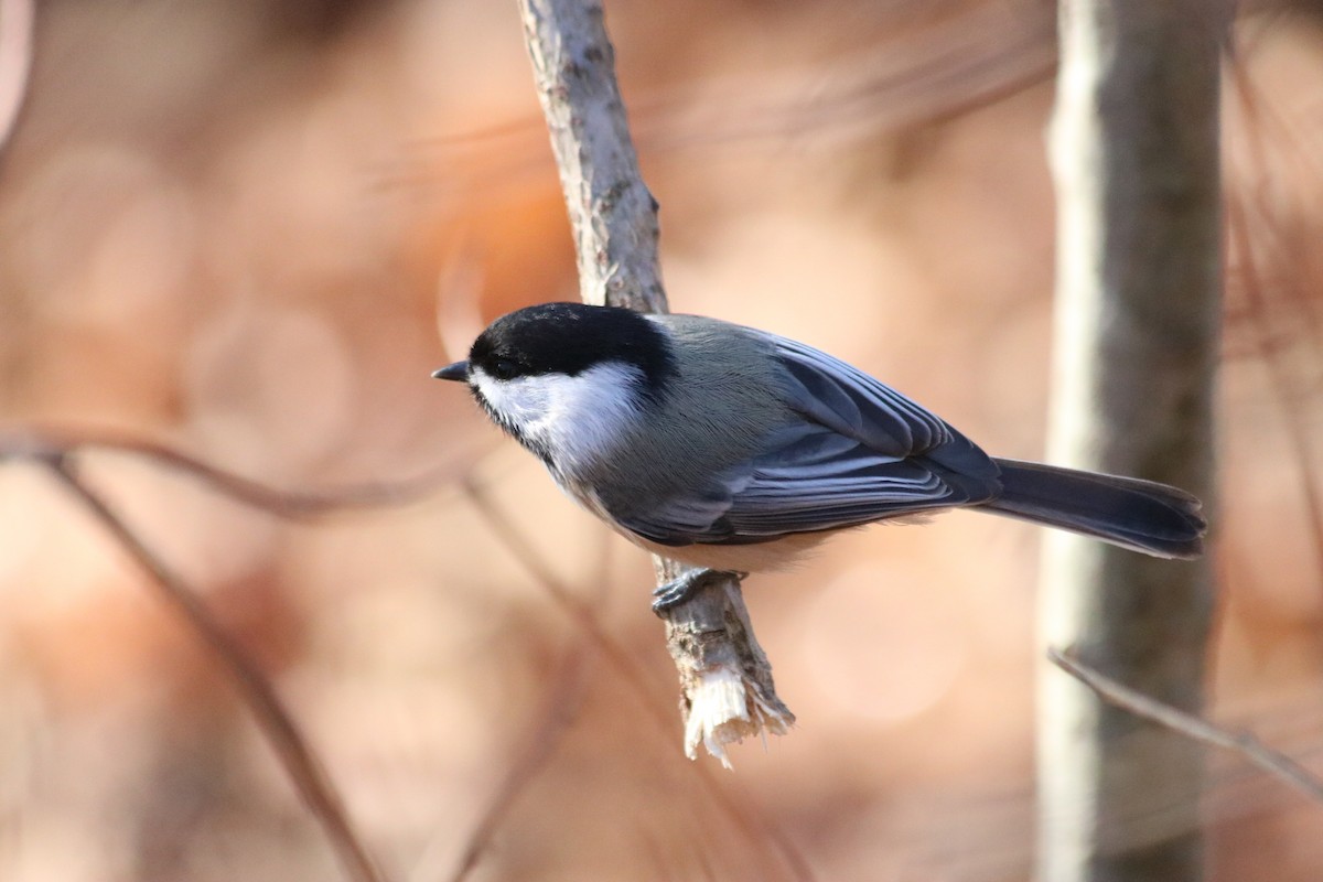 Black-capped Chickadee - ML627693992
