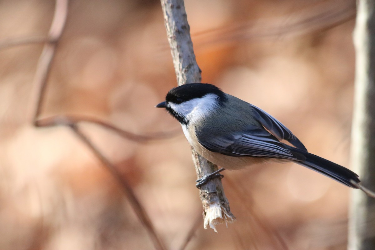 Black-capped Chickadee - ML627693996