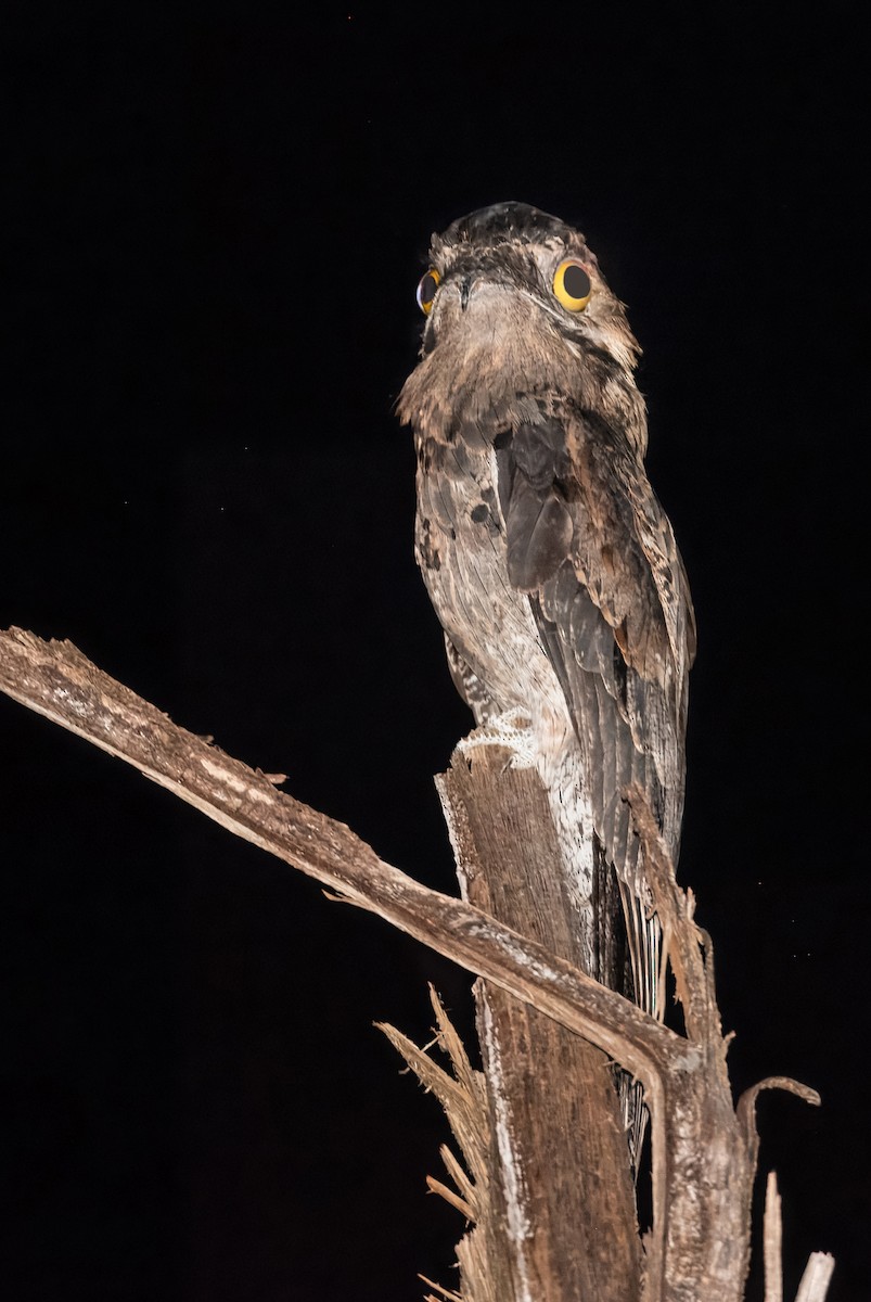 Common Potoo - ML627694009