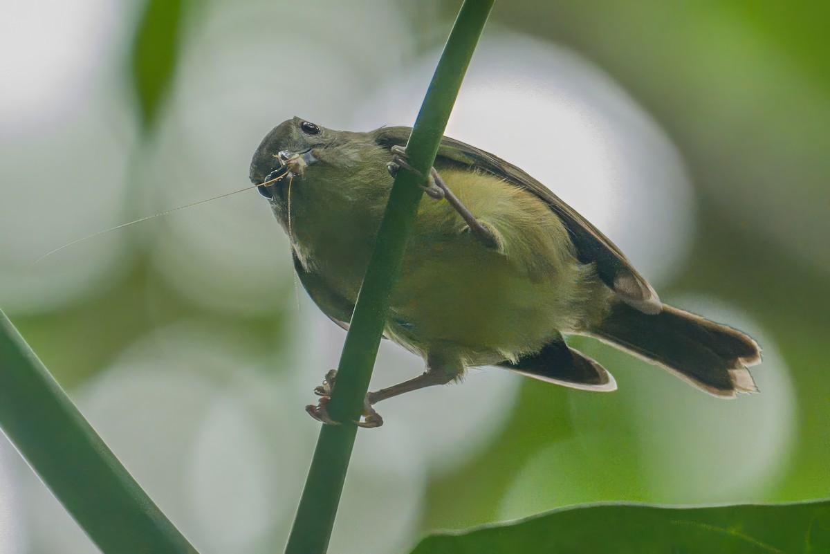 Blue Mountain Vireo - ML627694010